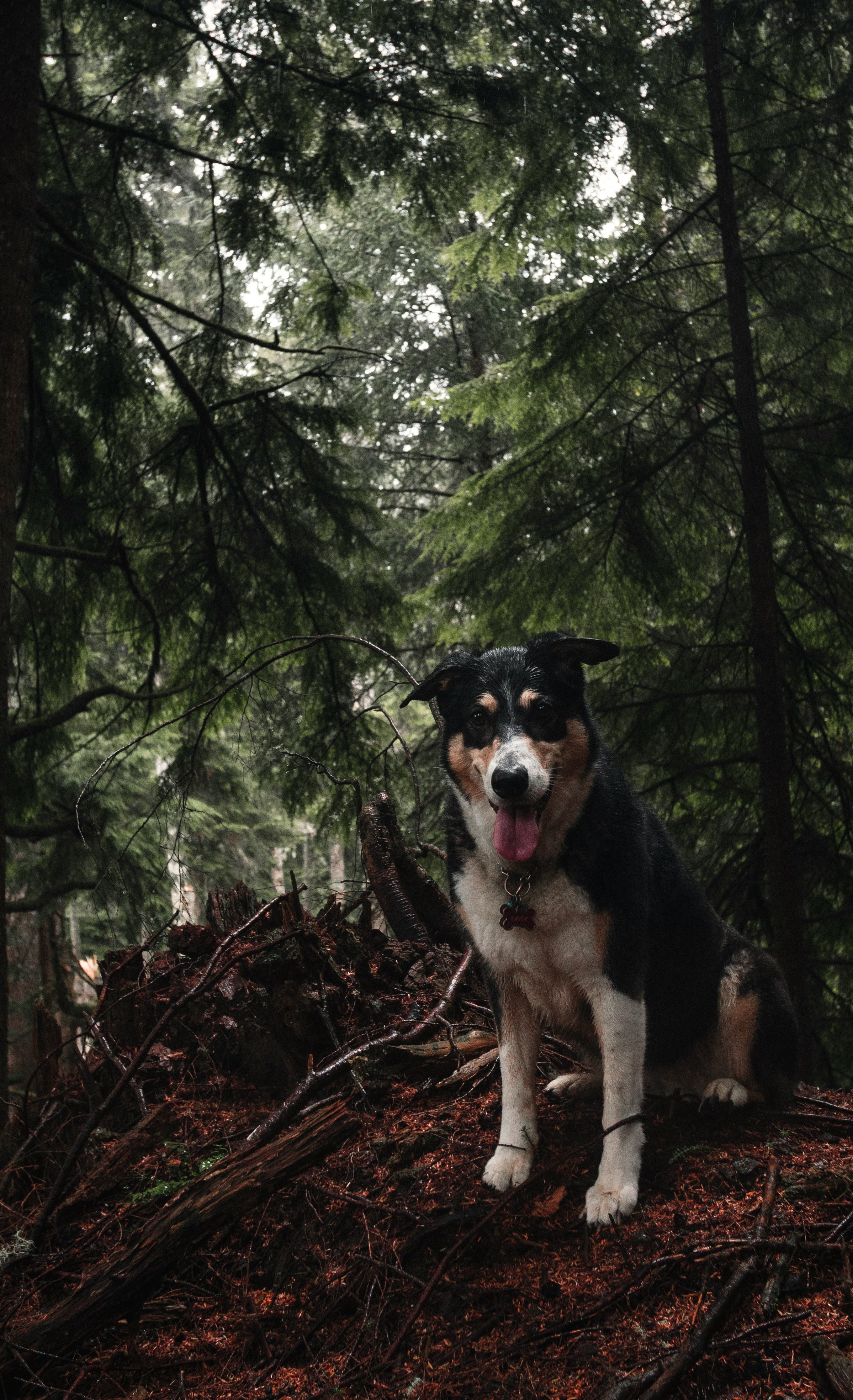 short-coated black, brown, and white dog